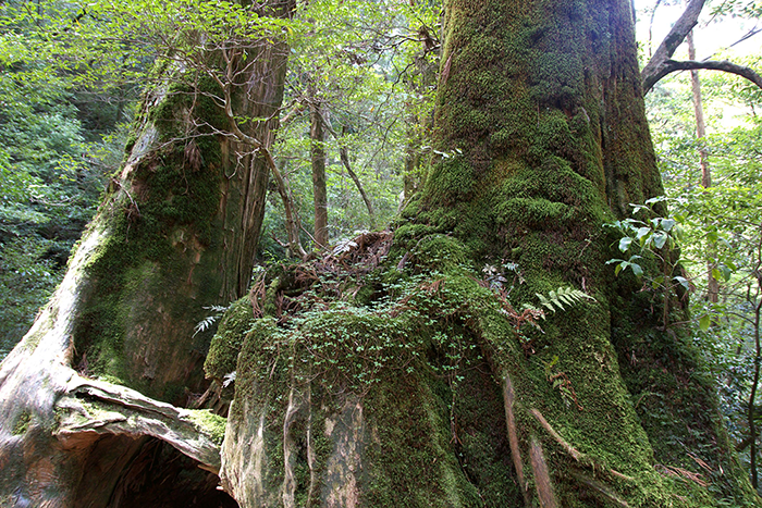 熟練の技が光る、屋久杉仏壇の魅力