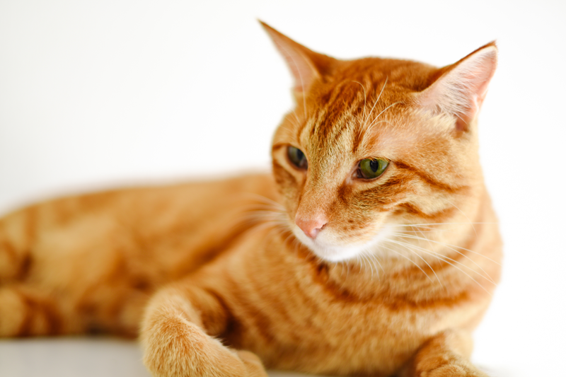 どうする？大切なペットが亡くなった時｜ペット供養